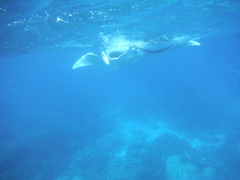 Mobula alfredi