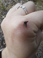 Membracidae