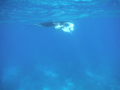 Mobula