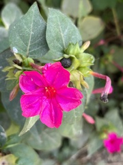 Mirabilis viscosa
