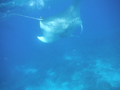 Mobula alfredi
