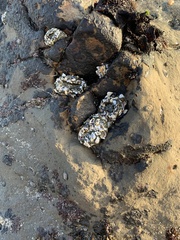 Anthopleura elegantissima