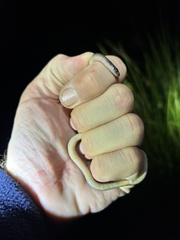 Lycodonomorphus rufulus