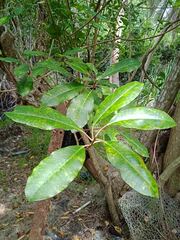 Excoecaria agallocha