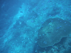 Abudefduf whitleyi