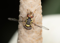 Bactrocera dorsalis