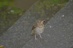 Turdus philomelos clarkei