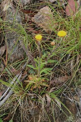 Coronidium scorpioides