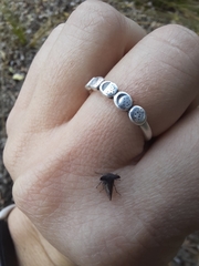 Membracidae