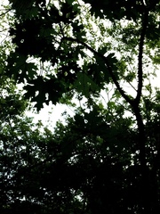 Cnidoscolus megacanthus