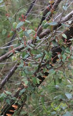 Correa reflexa reflexa