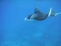 Mobula alfredi