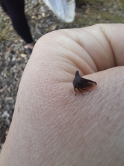 Membracidae