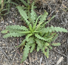 Phacelia integrifolia