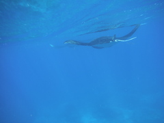 Mobula alfredi