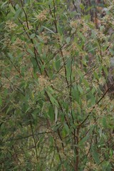 Pomaderris argyrophylla