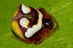 Poecilopachys australasia