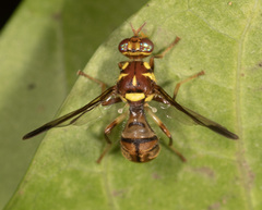 Bactrocera hochii