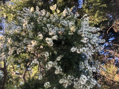 Melaleuca bracteata