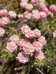 Lachnaea densiflora