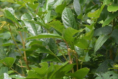 Surendra quercetorum