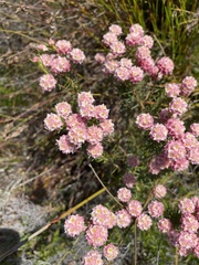 Lachnaea densiflora