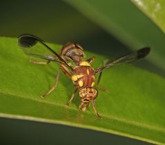 Bactrocera hochii