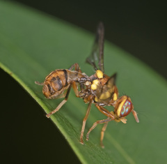 Bactrocera hochii