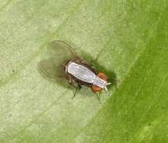 Homoneura discoglauca