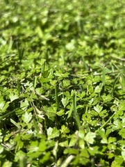 Hydrocotyle tripartita