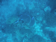 Paracanthurus hepatus