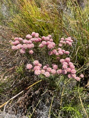 Lachnaea densiflora