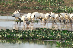 Theristicus caerulescens