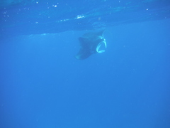 Mobula alfredi