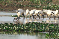 Theristicus caerulescens