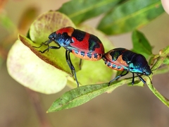 Choerocoris paganus