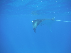 Mobula alfredi