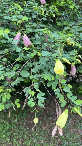 Bauhinia tomentosa