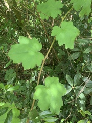 Rubus alceifolius