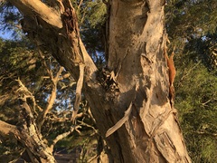 Melaleuca irbyana
