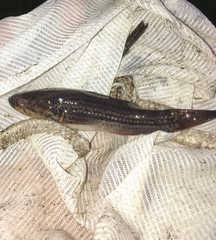 Gobiomorphus australis