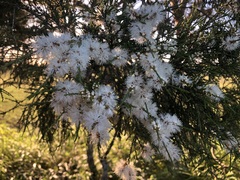 Melaleuca irbyana