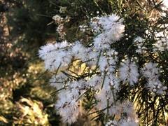Melaleuca irbyana