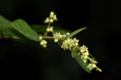 Sageretia thea