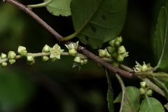 Sageretia thea