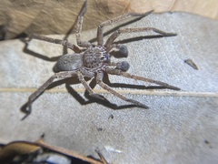 Mituliodon tarantulinus