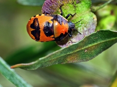 Choerocoris paganus