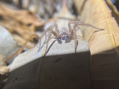 Mituliodon tarantulinus
