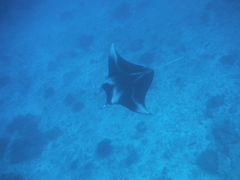 Mobula alfredi