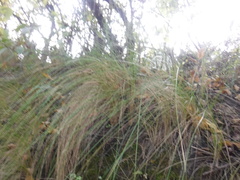 Nassella tenuissima